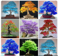 Multi colored maple bonsai garden seeds for growers