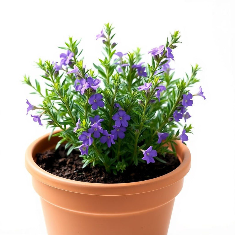 Violet Rosemary Flower seeds for Planting Shade Tolerant Heirloom & GMO Free Seeds for Home Garden
 
 Sale