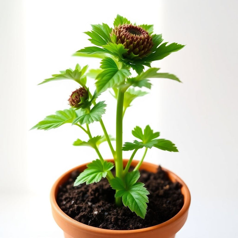 Arctium Lappa Flower seeds for Planting Hardy Variety Heirloom & GMO Free Seeds for Home Garden