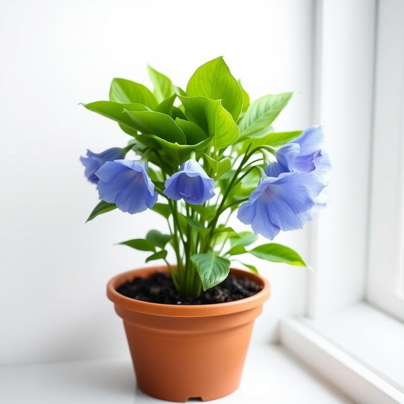 Balloon Flower Seeds - Blue (Platycodon) for Unique, Balloon-Shaped Blooms