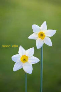 Non GMO Cream Narcissus seeds