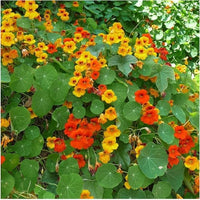 Non GMO Nasturtium flower seeds