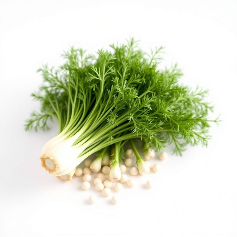 White Fennel Seeds for Planting