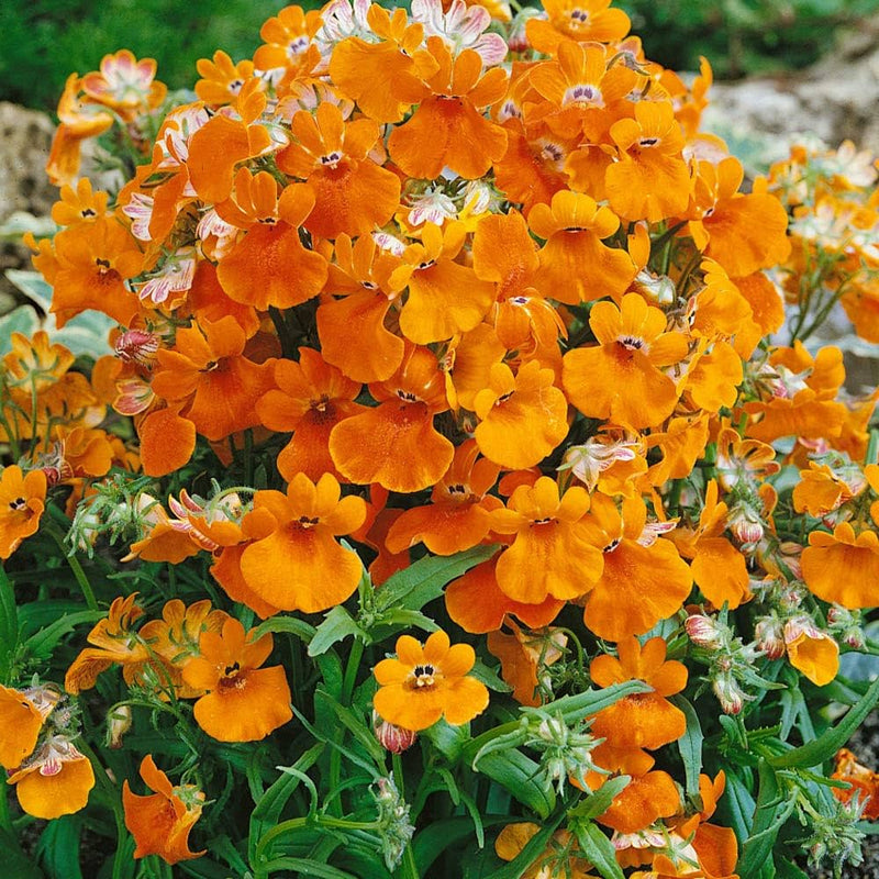 Yellow Nemesia seeds for planting