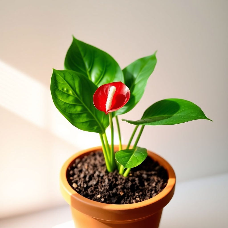 Anthurium Flower seeds for Planting - Easy to Grow, Heirloom & GMO Free Seeds for Home Garden
