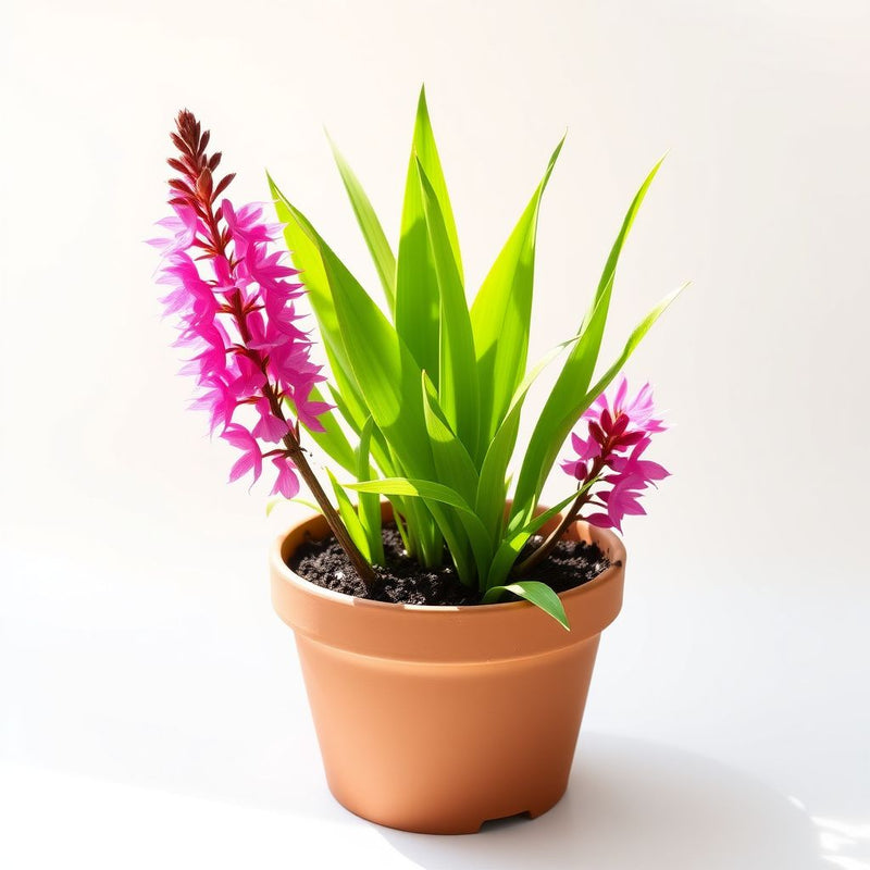 Liatris Flower Seeds for Planting  Vibrant Perennial Blooms