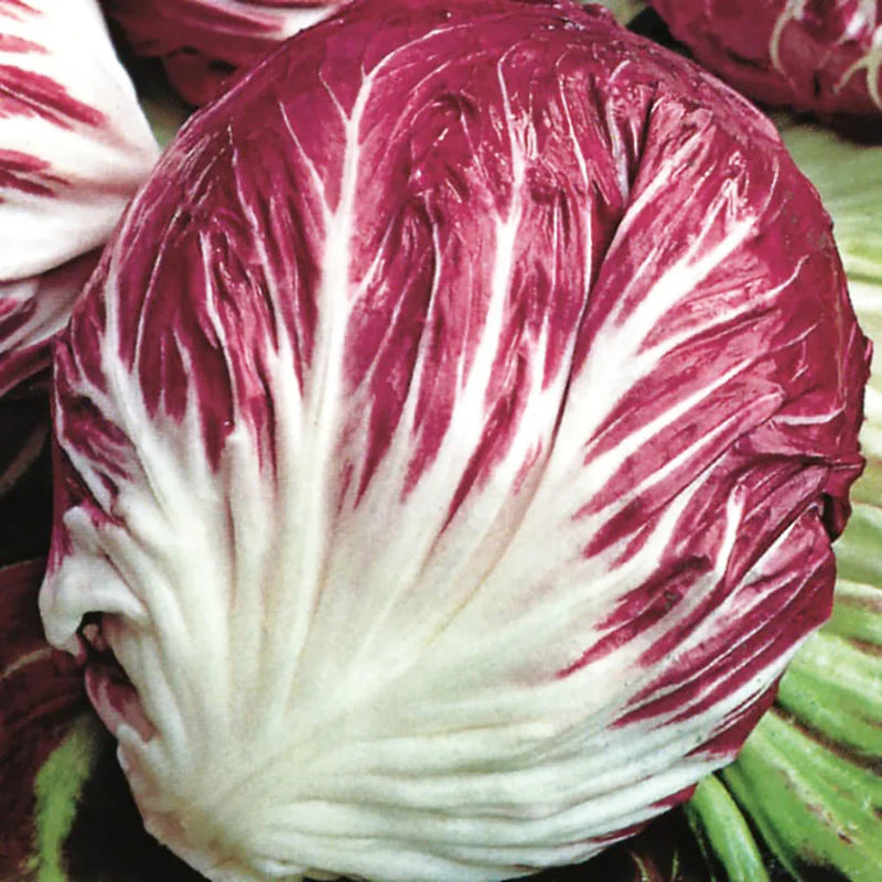 Burgundy Radicchio Planting Seeds - Grow Your Own