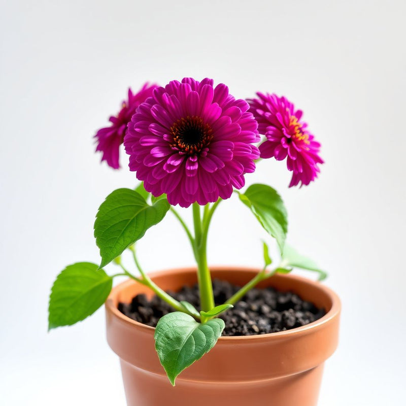 Zinnia Zinnia elegans Seeds for Planting in Flower Bed