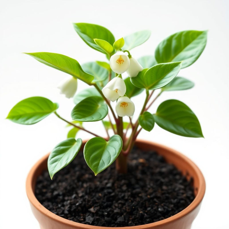 Akebia Flower Seeds, Ideal for Your Garden Planting