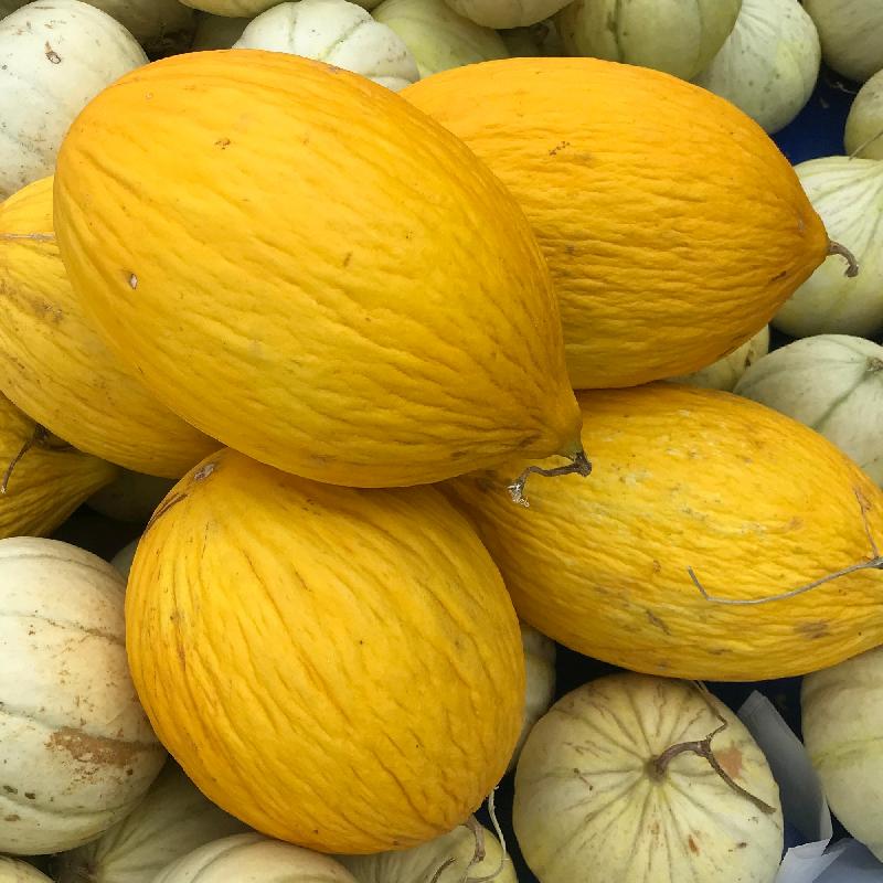 Yellow Crenshaw Melon Seeds Planting Guide