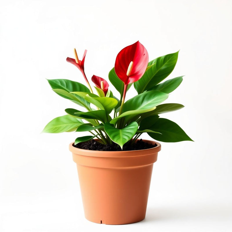 Anthurium Linden Araceae Seeds for Planting - Unique Red Anthurium Flowers Seeds