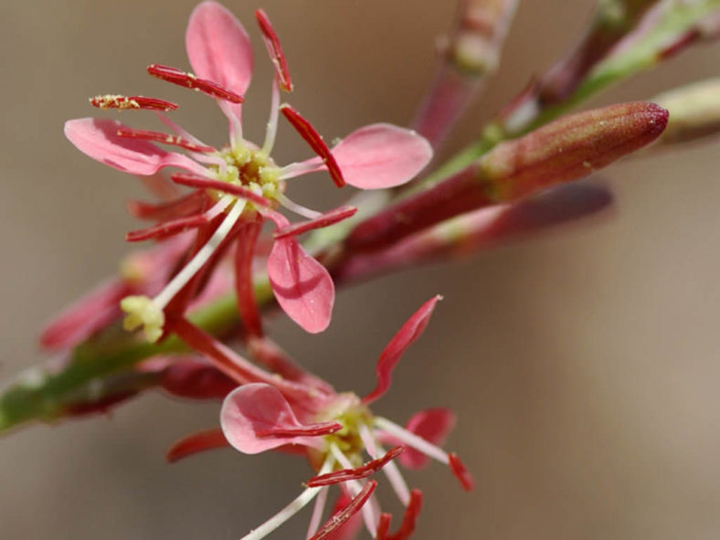 Oenothera Suffrutescens Seeds for Vibrant Garden Planting
