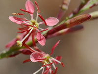 Oenothera Suffrutescens Seeds for Vibrant Garden Planting