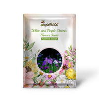 White and Purple Omeris garden seeds for outdoor planting