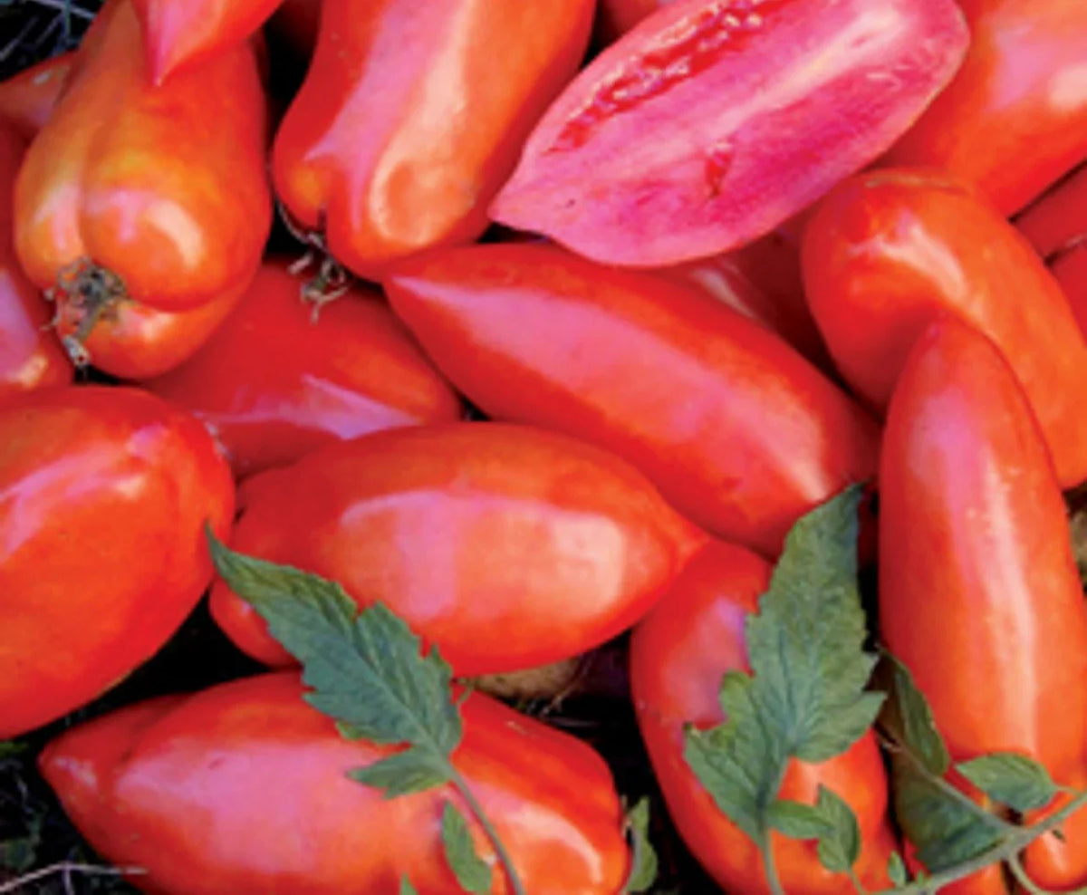Red Opalka Vegetable Seeds - Easy Planting for Home Gardens