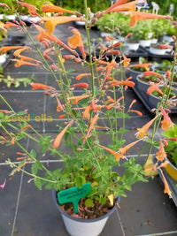 Ornamental Agastache Navajo flowering plant