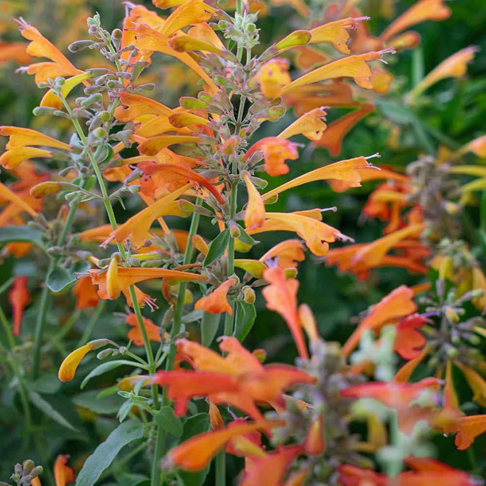 Ornamental Orange Agastache flowering plant