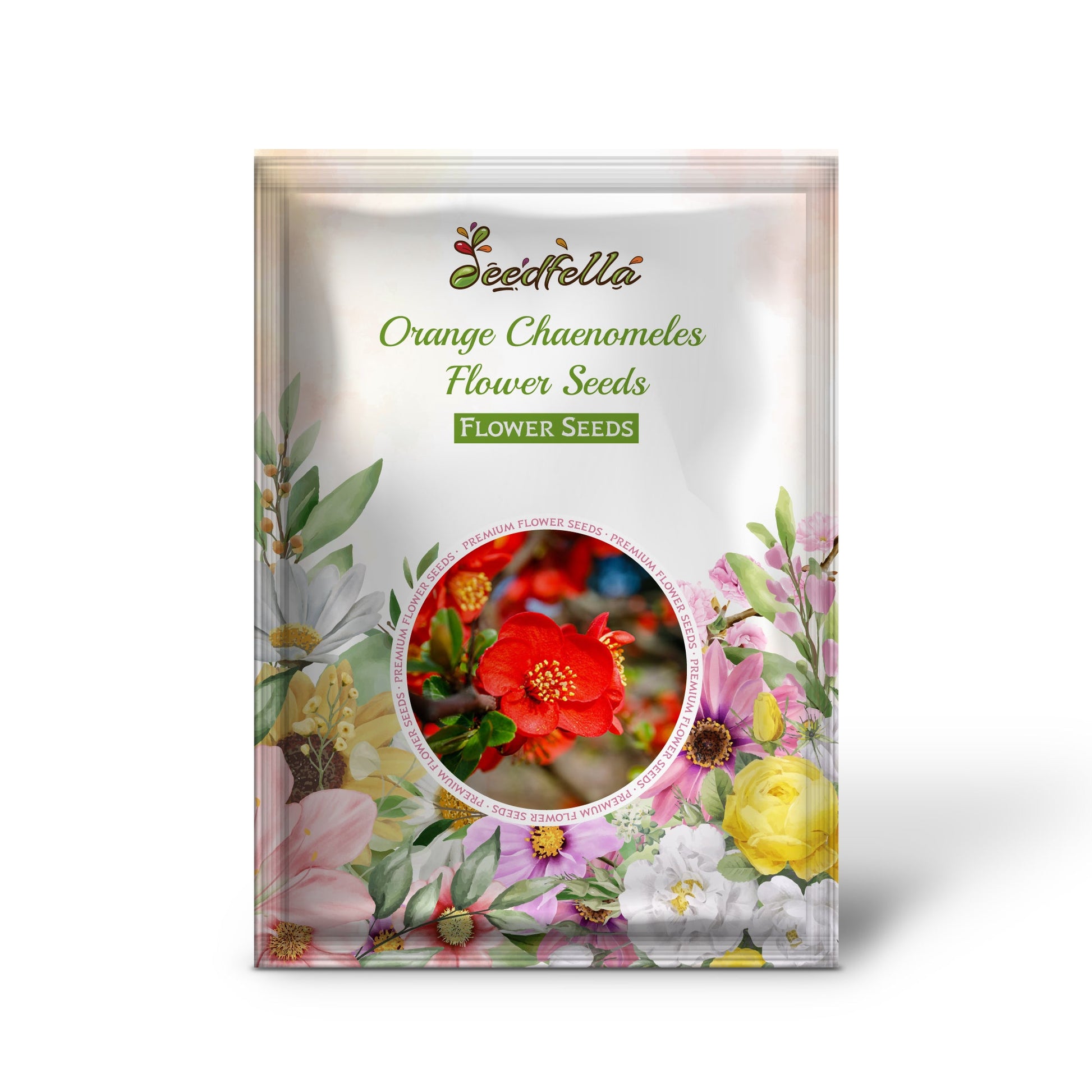 Orange Chaenomeles flowers blooming in garden
