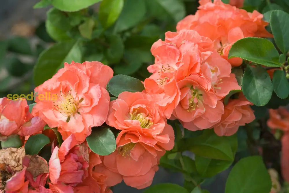 Non GMO Orange Chaenomeles seeds