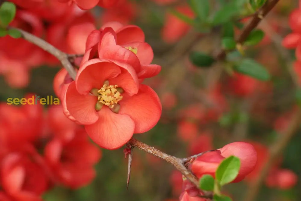 Orange Chaenomeles flower seeds for planting