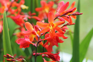 Orange Crocosmia seeds for planting