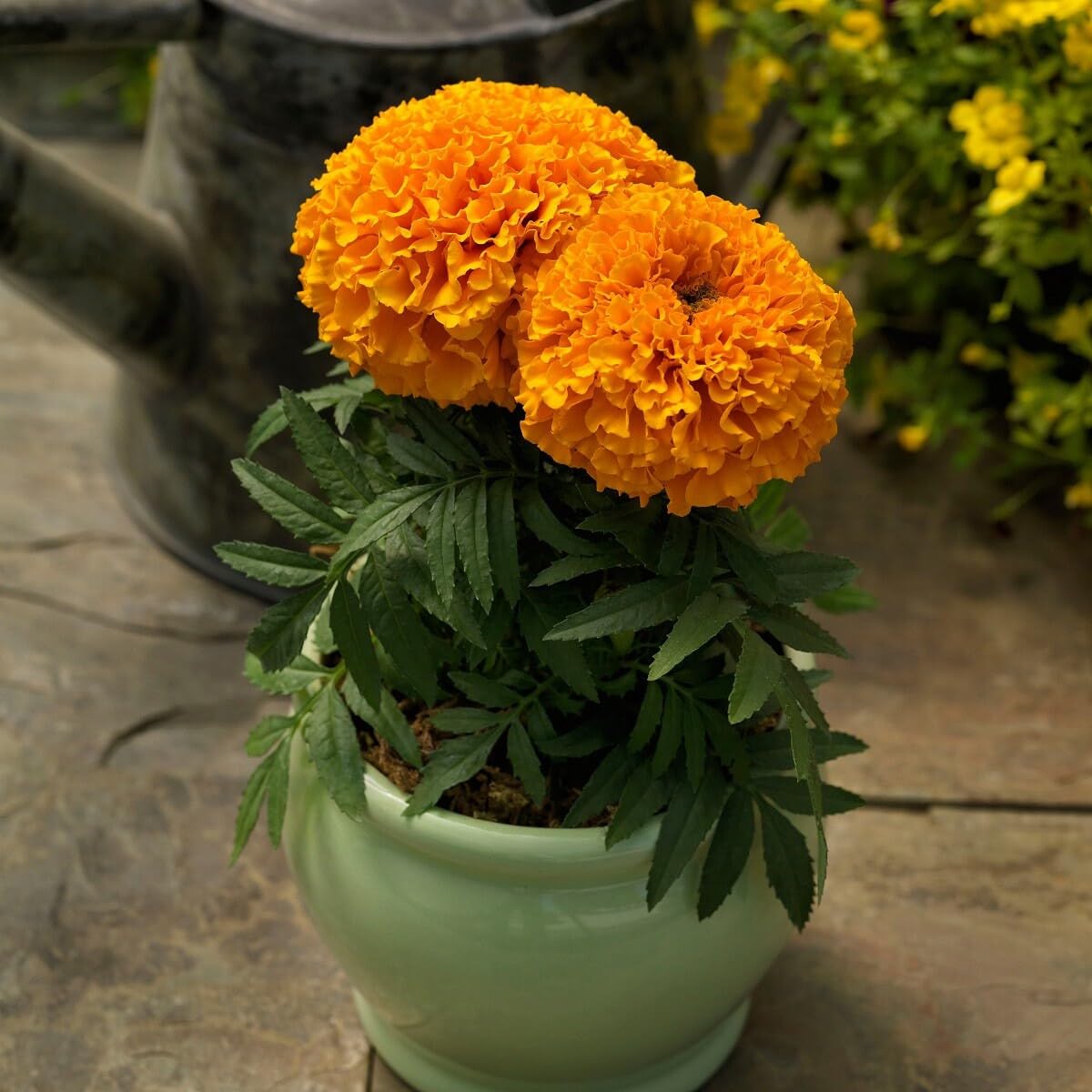 Orange Indica in pollinator garden