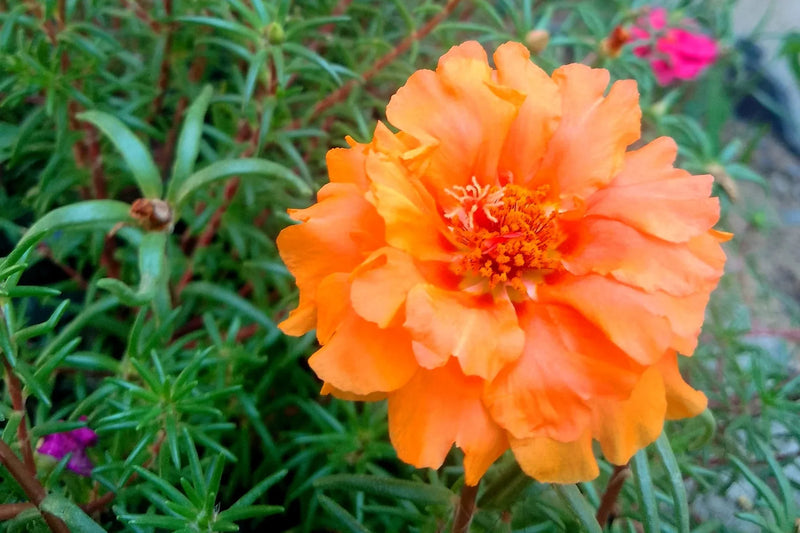 Orange Portulaca flower seeds for planting