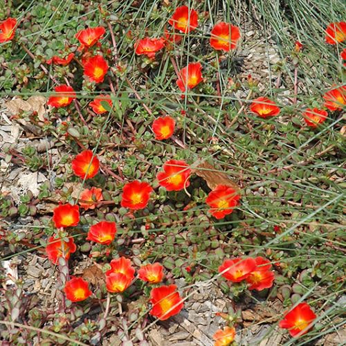 High germination Orange Portulaca flower seeds