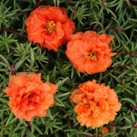 Ornamental Orange Portulaca flowering plant