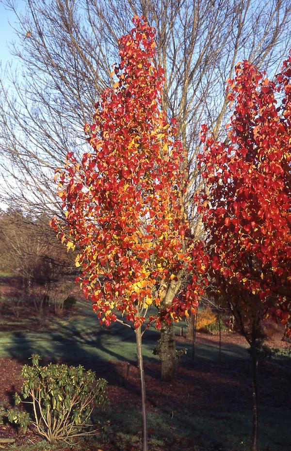 Non GMO Orange Pyrus Calleryana seeds