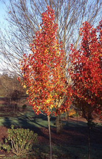 Non GMO Orange Pyrus Calleryana seeds