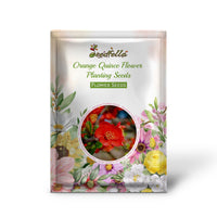 Orange Quince flowers blooming in garden