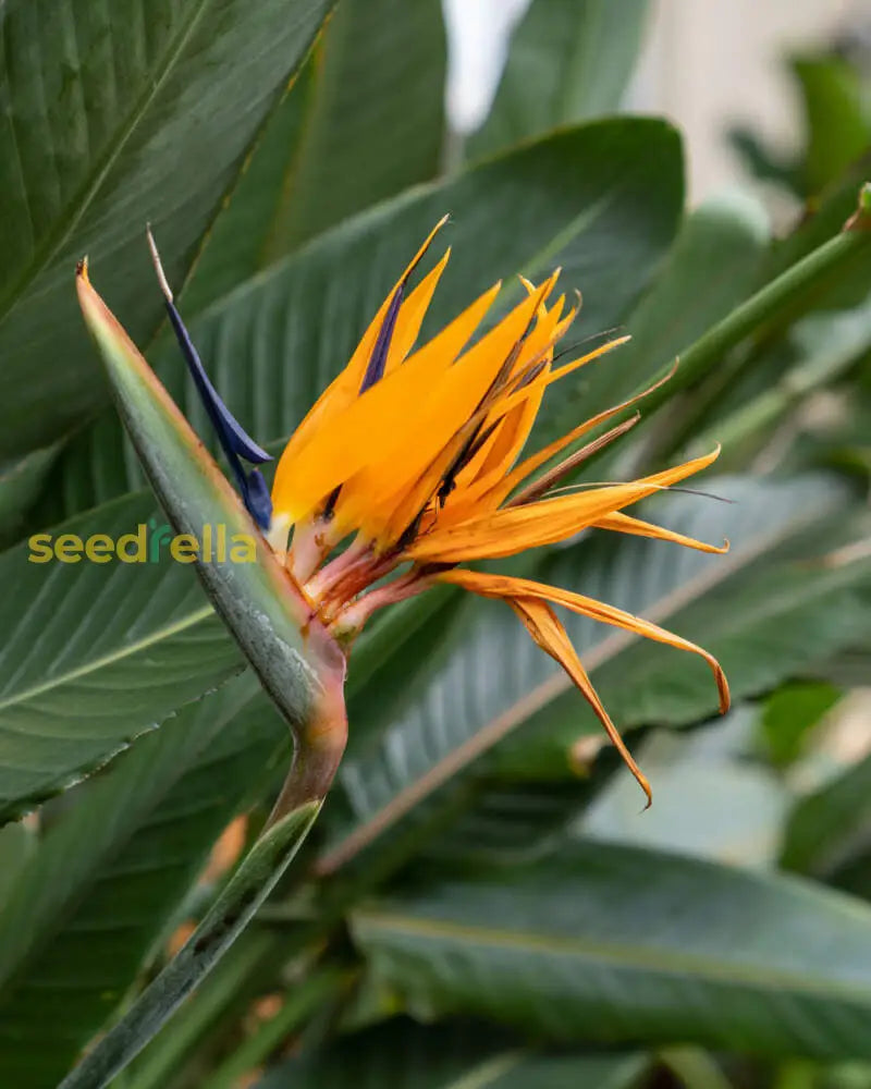 Non GMO Orange Reginae seeds