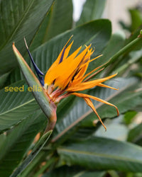 Non GMO Orange Reginae seeds