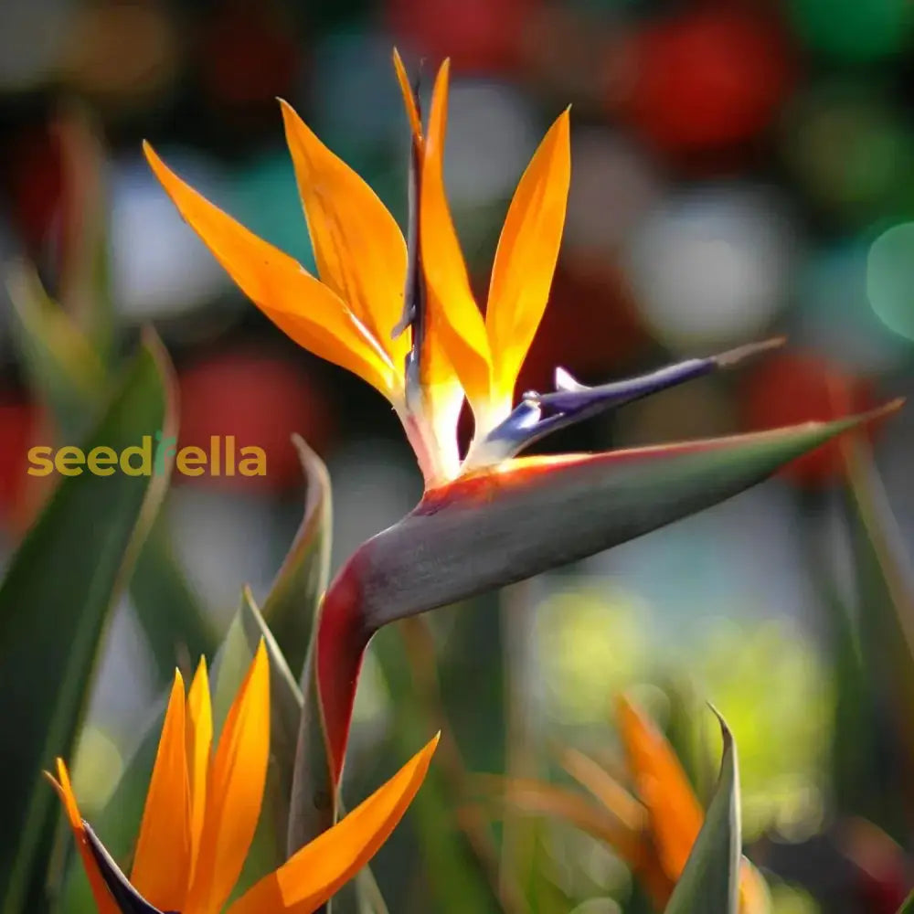 Orange Reginae flower seeds for planting