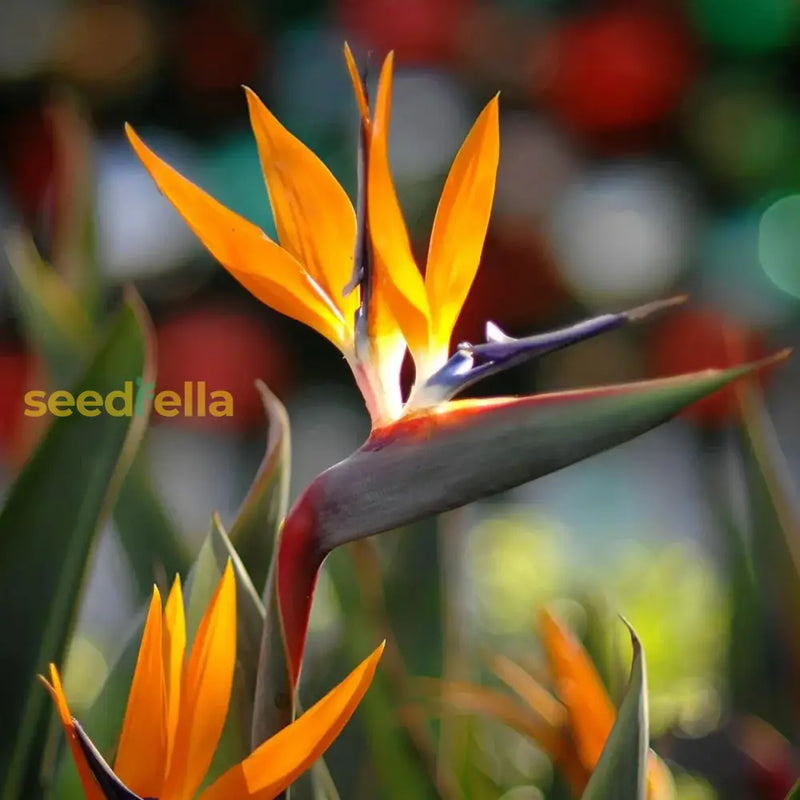Orange Reginae flower seeds for planting