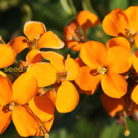 Ornamental Orange Siberian Wallflower flowering plant