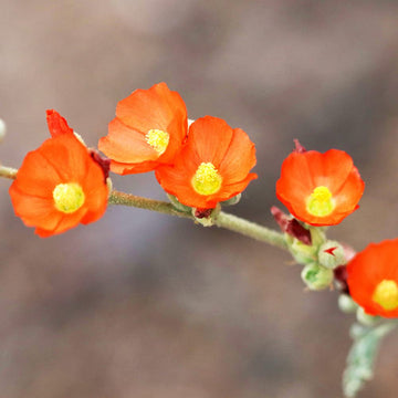 Orange Sphaeralcea flower seeds for planting