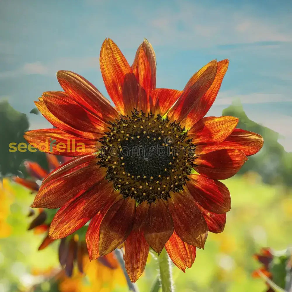 Non-GMO Orange Sunflower seeds