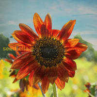 Non-GMO Orange Sunflower seeds