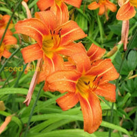 Ornamental Orange Tithonia flowering plant