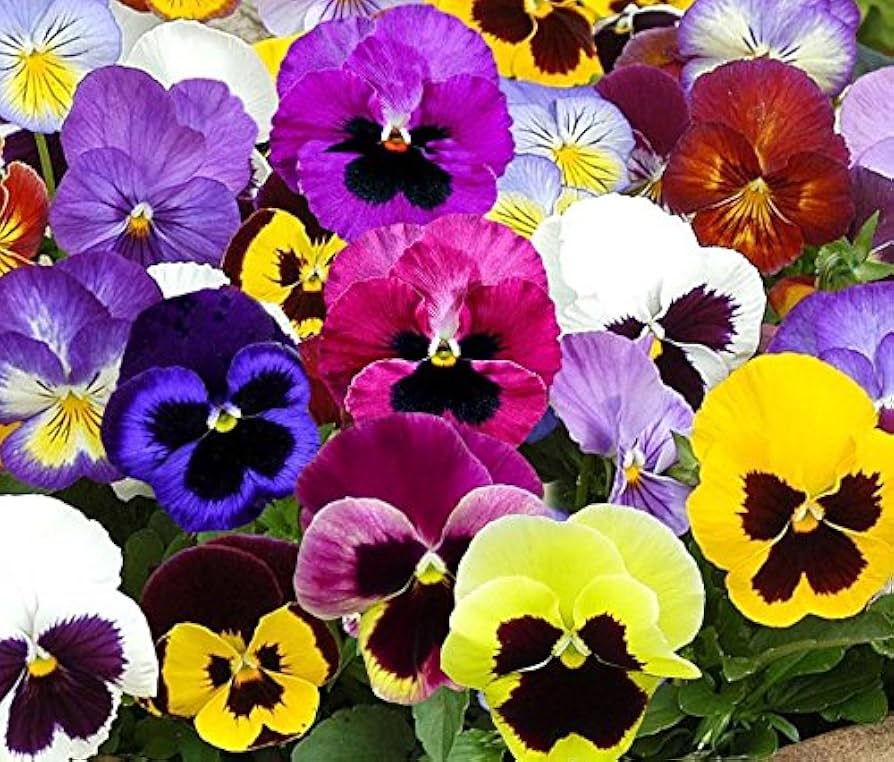 Ornamental Orange Viola Sorbet flowering plant