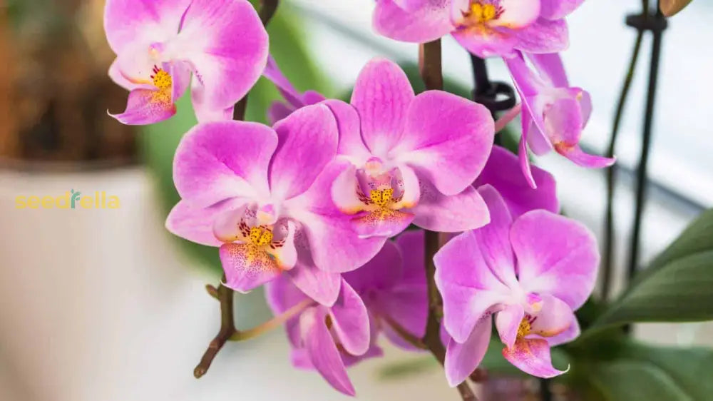 Non GMO violet orchid seeds