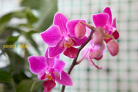 Violet orchid flowering seeds for indoor gardens