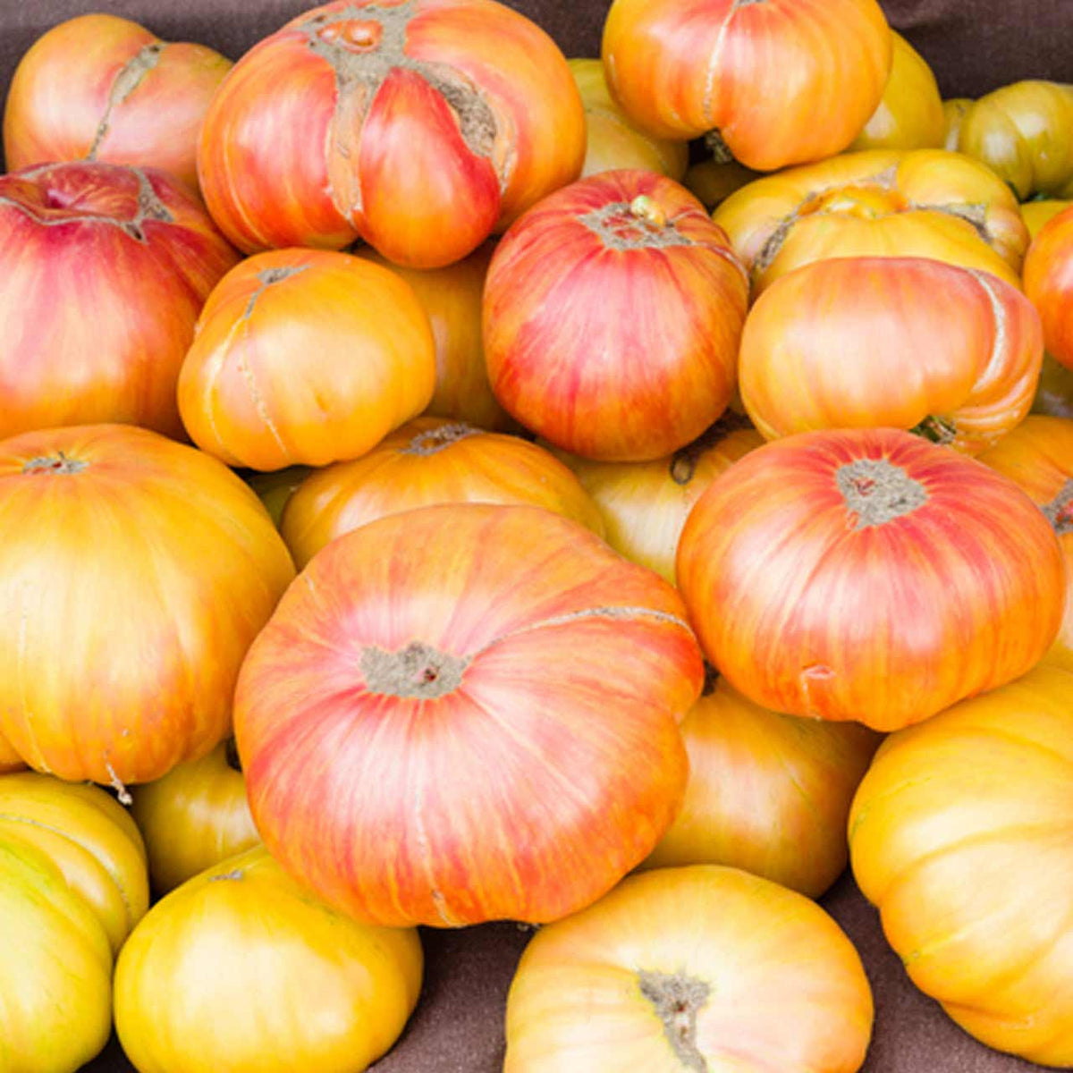 Copia Tomato Seeds for Sweet, Juicy Heirloom Tomatoes