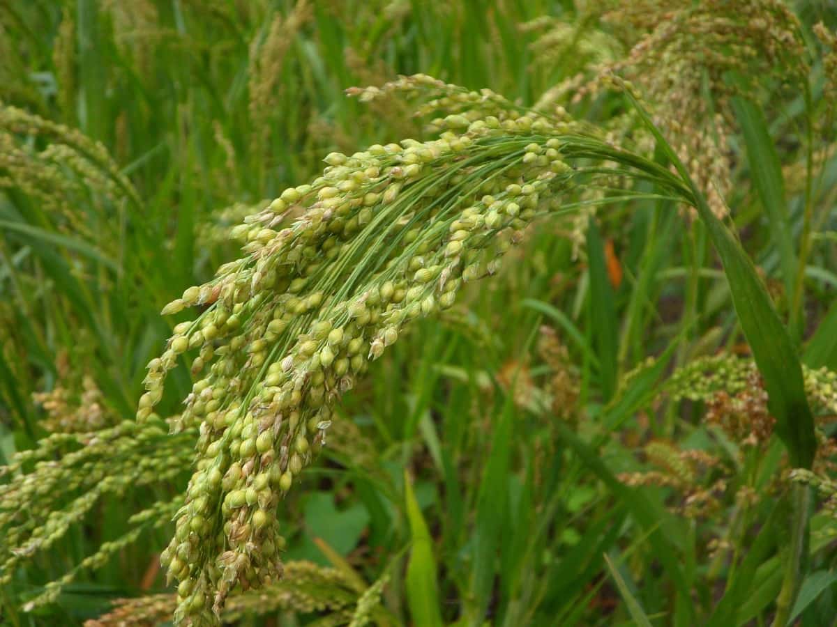 White Proso Millet Planting Seeds for Thriving Gardens and Sustainable Agriculture