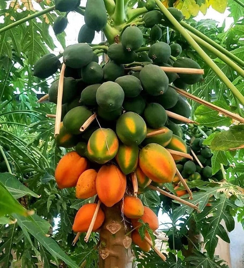 Papaya Seeds for Planting - Grow Delicious Tropical Fruits at Home