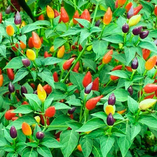 Mixed Hilli Vegetable Planting Seeds for Your Garden