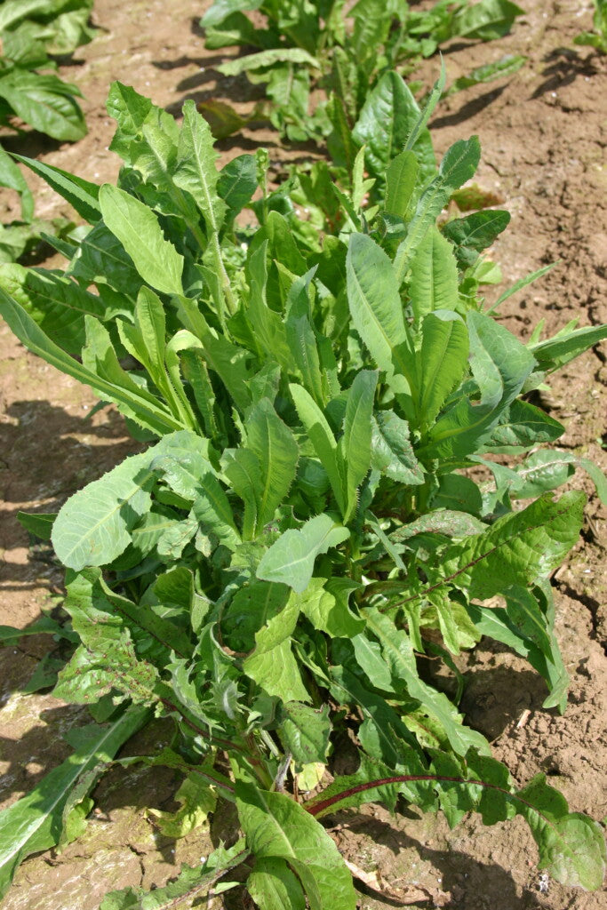 Green Intybus Seeds for Your Vegetable Garden