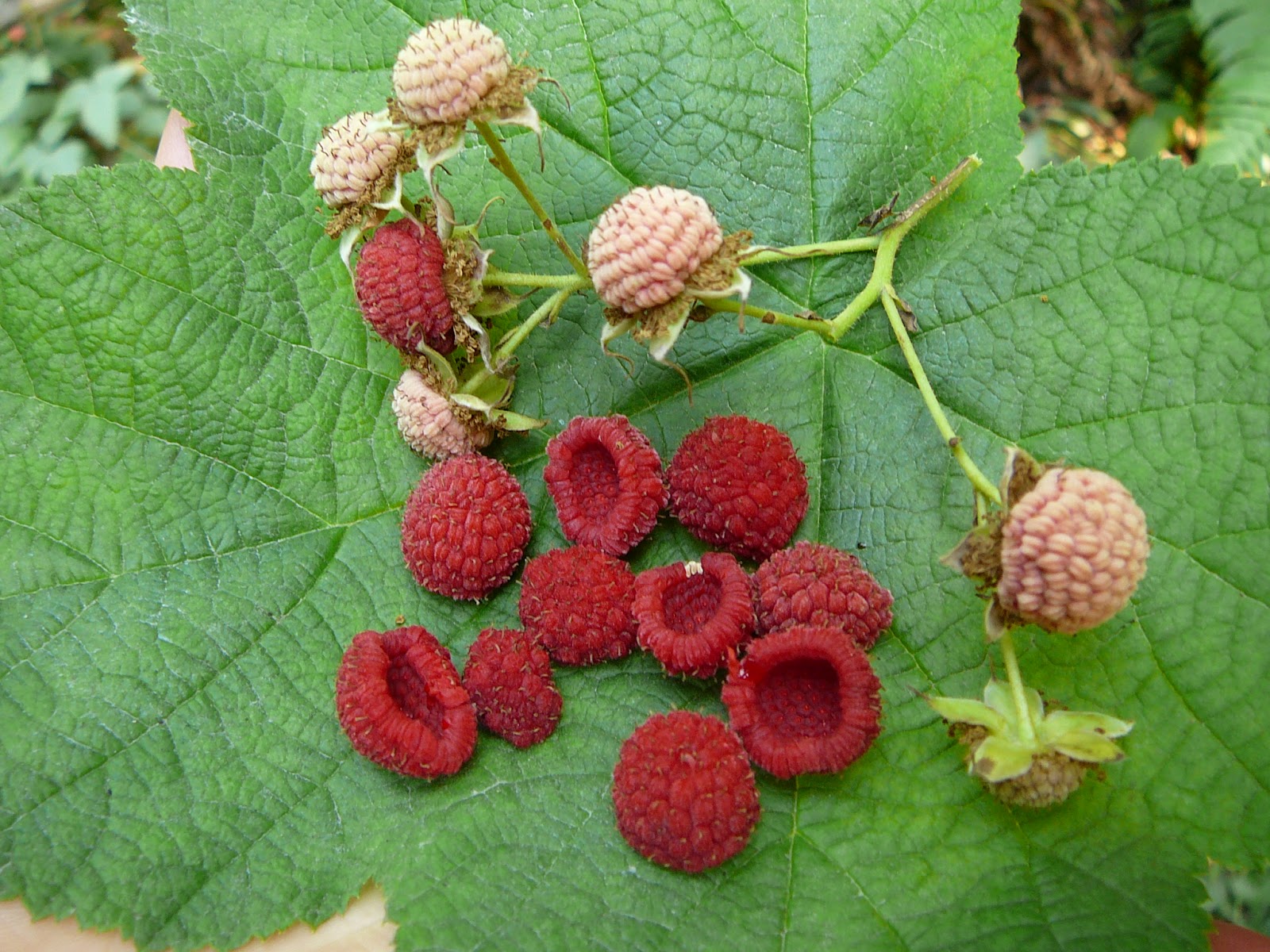 Thimbleberry Fruit Planting Seeds - Grow Delicious Thimbleberries in Your Garden!